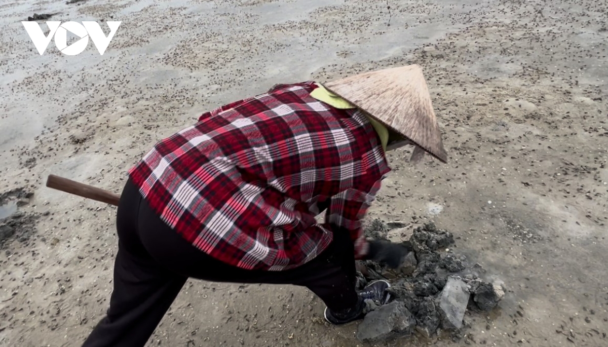 Sá sùng tiền triệu: Cái giá của lao lực dưới nắng gió và thủy triều